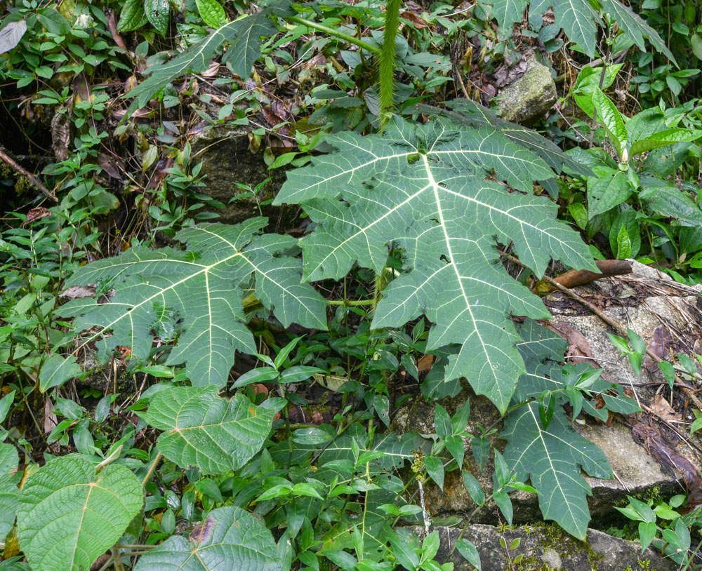 Image of genus Solanum specimen.