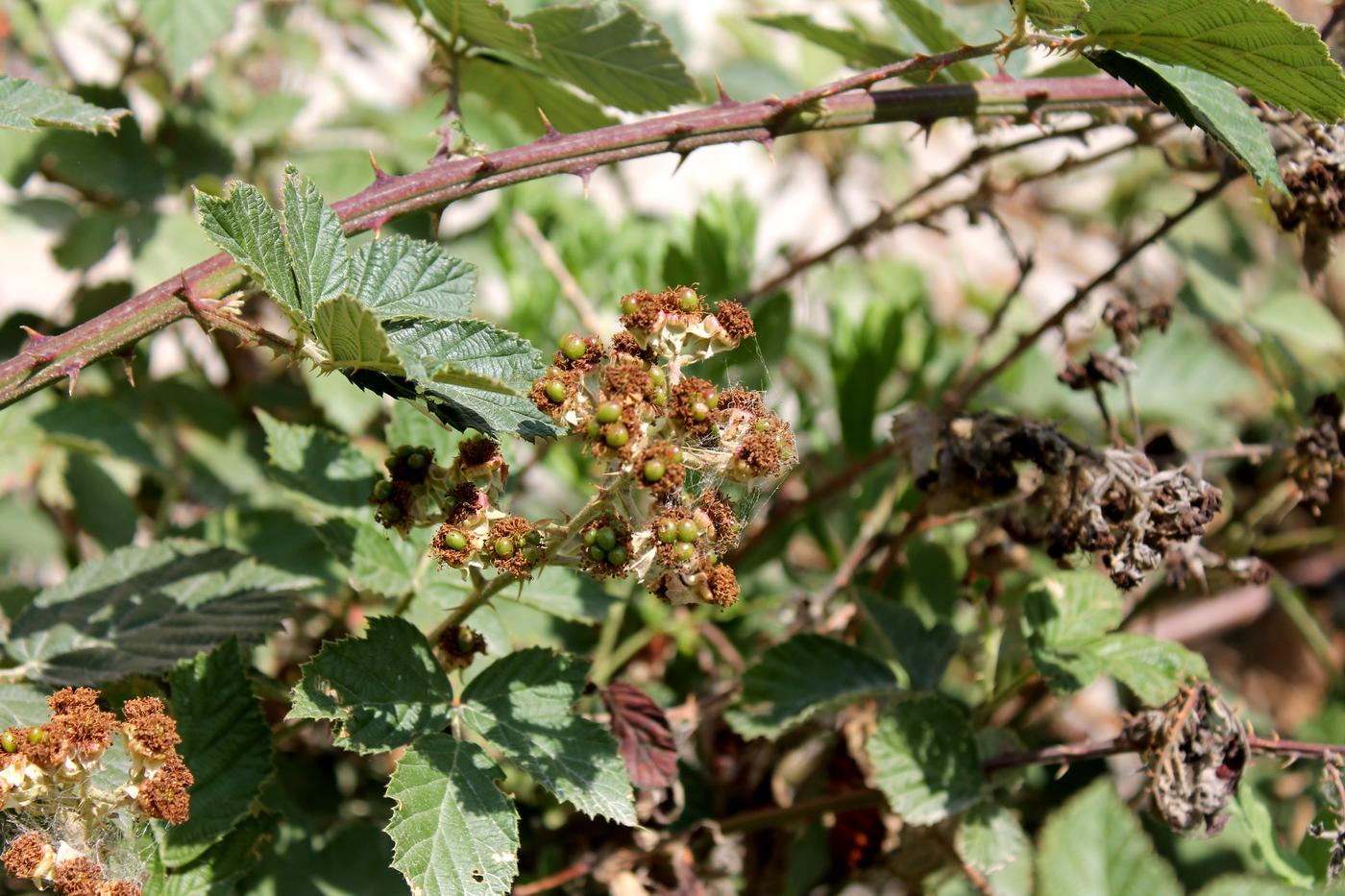 Изображение особи род Rubus.