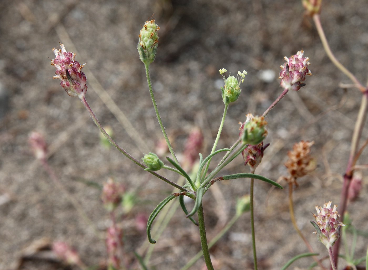 Изображение особи Plantago arenaria ssp. orientalis.