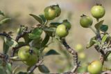 Pyrus elaeagrifolia