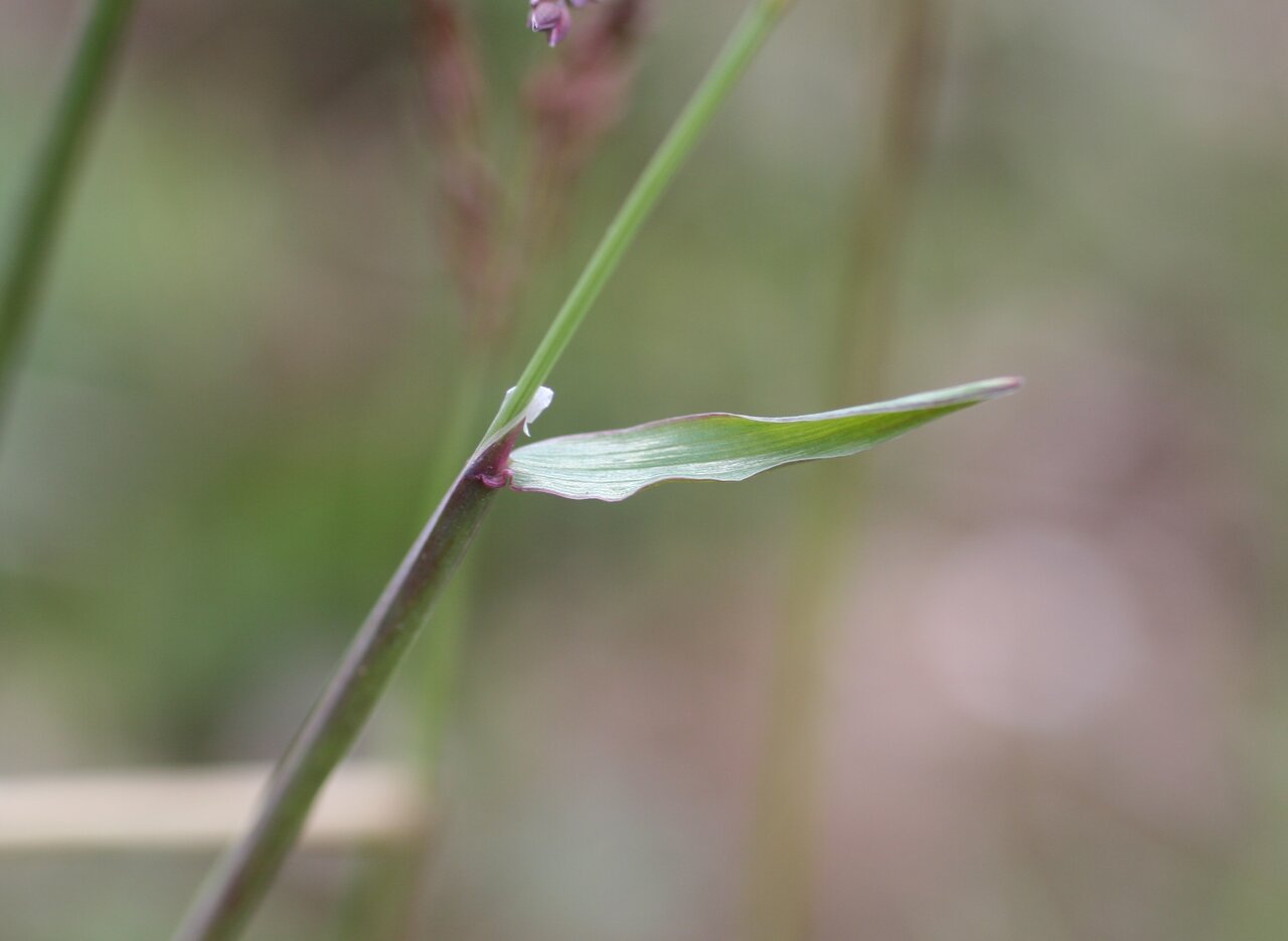 Image of Milium vernale specimen.