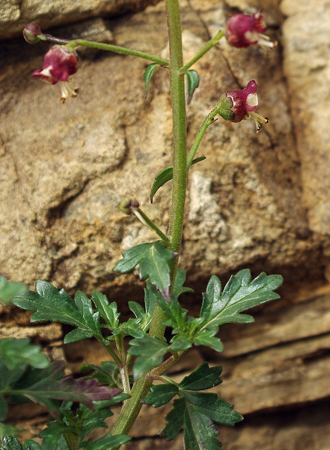 Image of Scrophularia rostrata specimen.