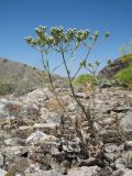 Oedibasis apiculata. Зацветающие растения. Южный Казахстан, Сырдарьинский Каратау, Юго-Восточный Каратау, горы Улькен-Актау, каньон р. Шабакты, полочка на каменистом склоне зап. экспозиции. 22 мая 2021 г.