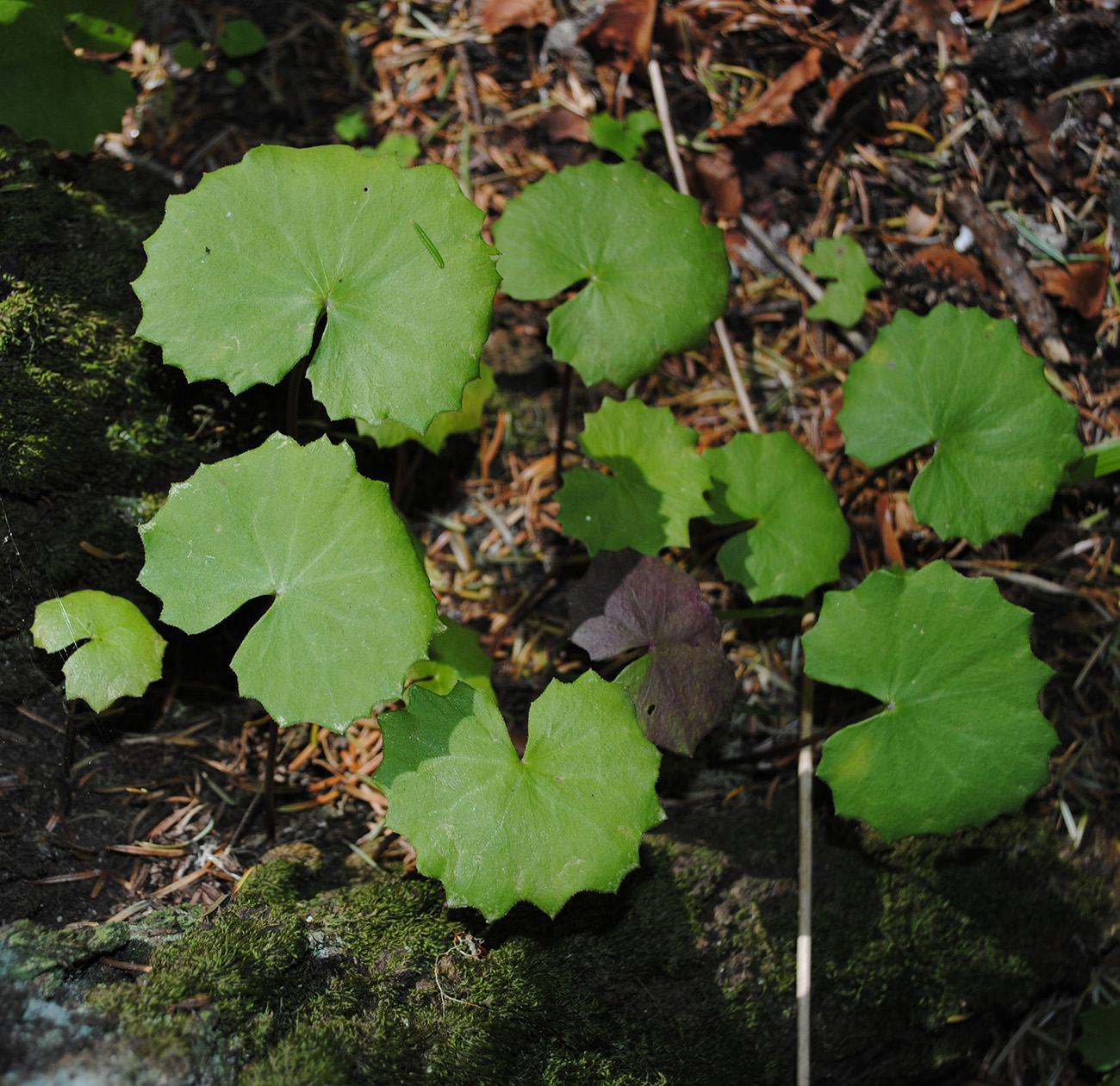 Изображение особи Dolichorrhiza renifolia.