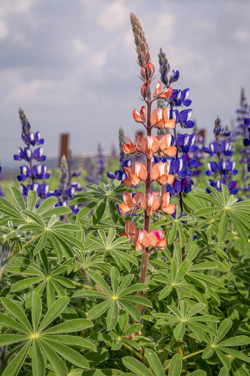 Изображение особи Lupinus pilosus.