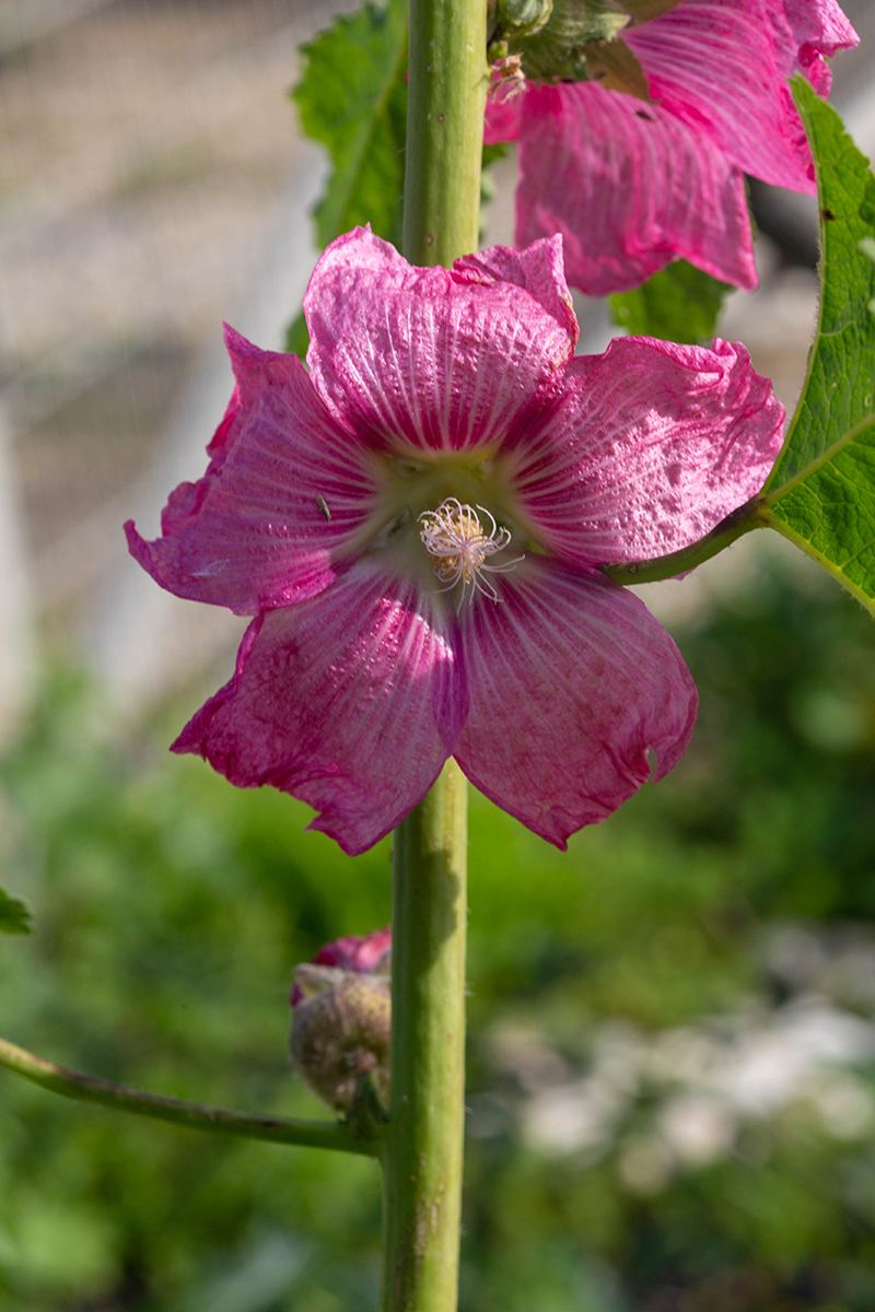 Image of Alcea rosea specimen.