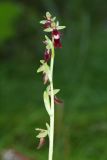 Ophrys insectifera. Соцветие. Ивановская обл., Фурмановский р-н, Хромцовское сельское поселение, окр. дер. Каликино, Уткинское болото, ключевое зеленомошное болото. 03 июля 2021 г.