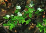 Spiraea turczaninowii. Ветвь с соцветиями. Приморский край, Октябрьский р-н, окр. с. Чернятино, долина р. Раздольная на левом берегу, скалисто-осыпной южный склон. 17.05.2022.