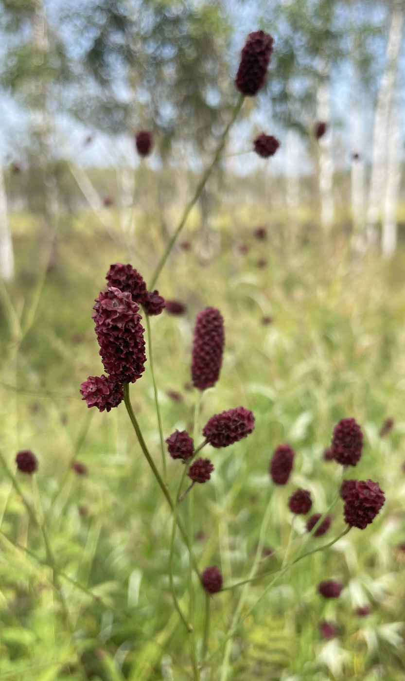 Image of Sanguisorba officinalis specimen.