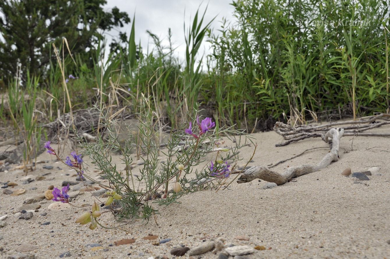 Изображение особи Oxytropis hailarensis.