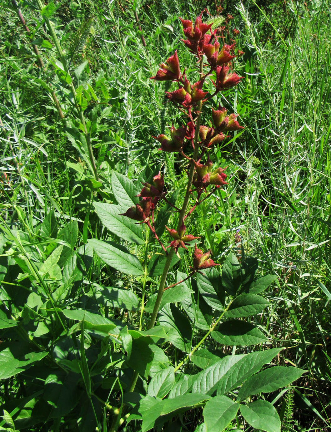 Изображение особи Dictamnus angustifolius.