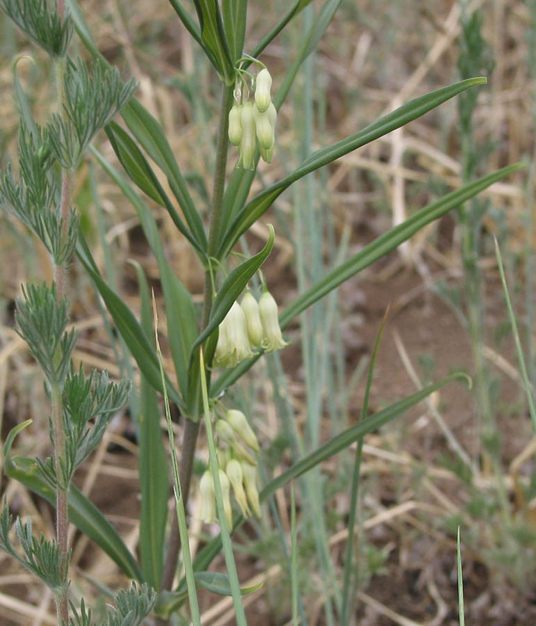 Image of Polygonatum sibiricum specimen.