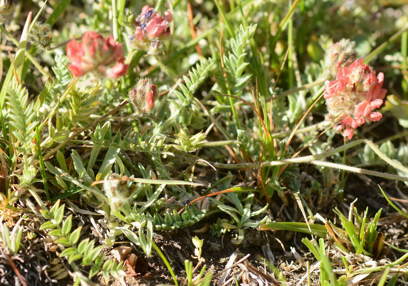 Image of familia Fabaceae specimen.