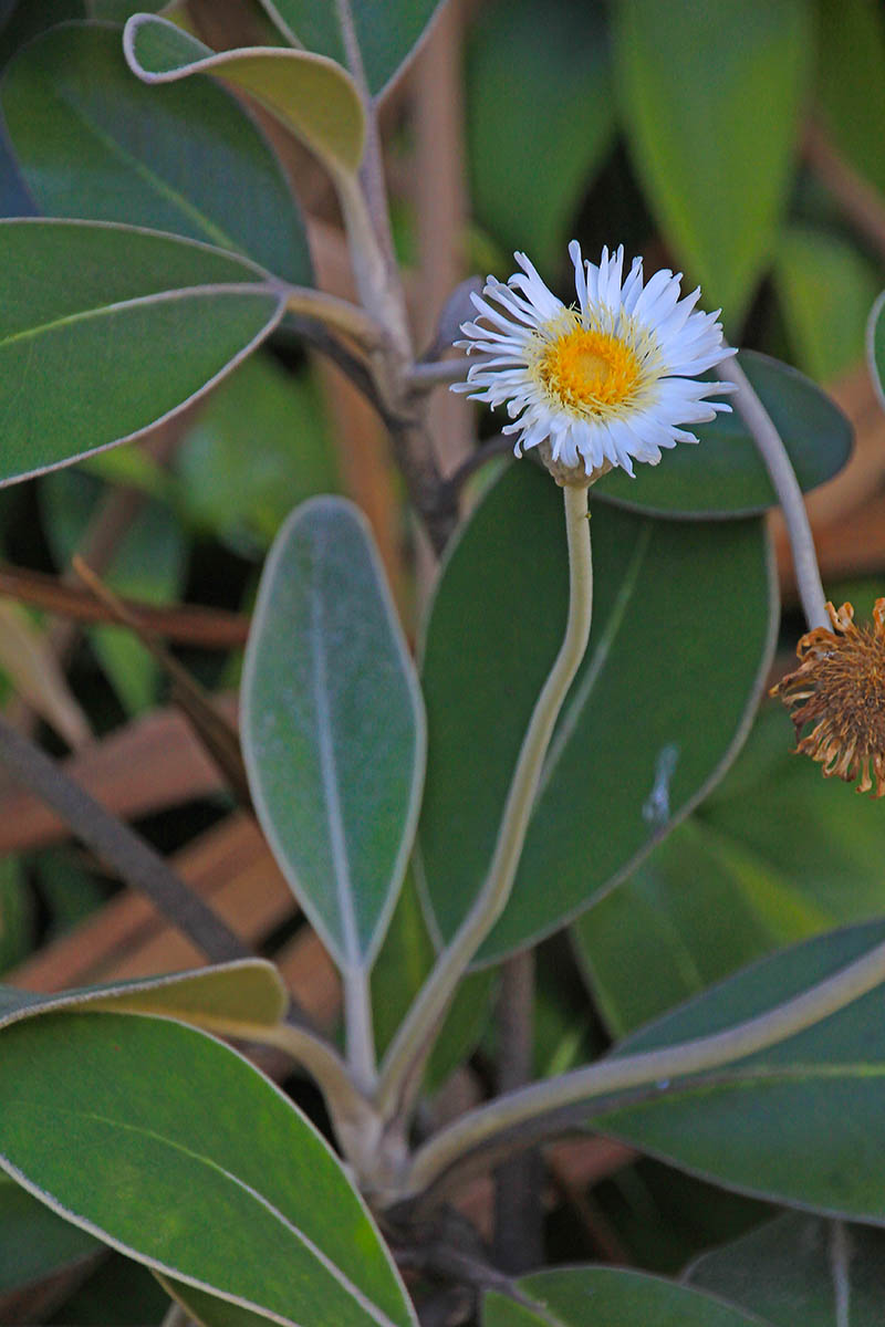 Изображение особи семейство Asteraceae.