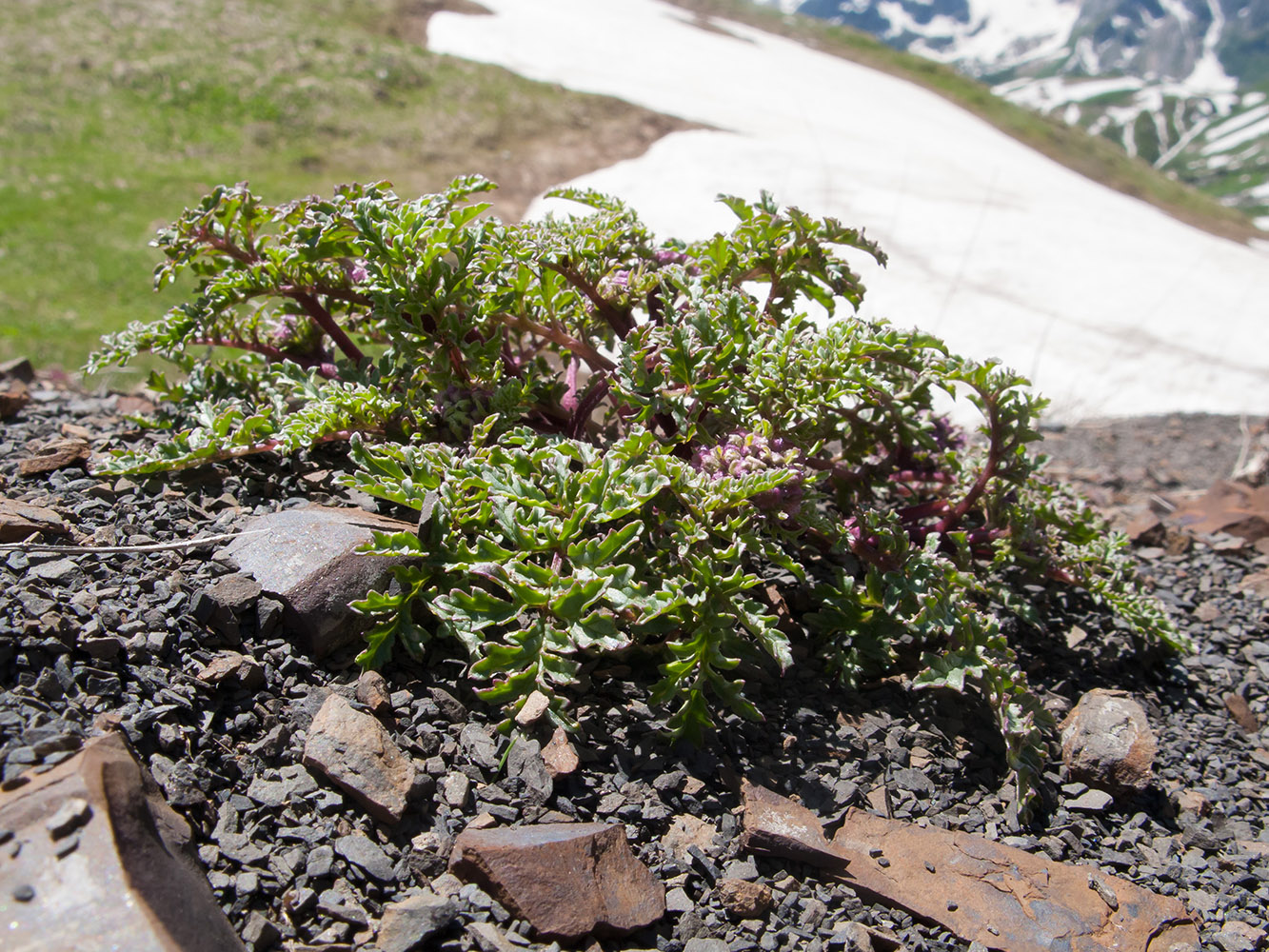 Image of Scrophularia ruprechtii specimen.