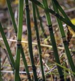 Equisetum hyemale. Средние части побегов. Москва, Северо-Западный административный округ, р-н Строгино, Щукинский полуостров, опушка тополёво-берёзовой рощицы. 16.09.2022.