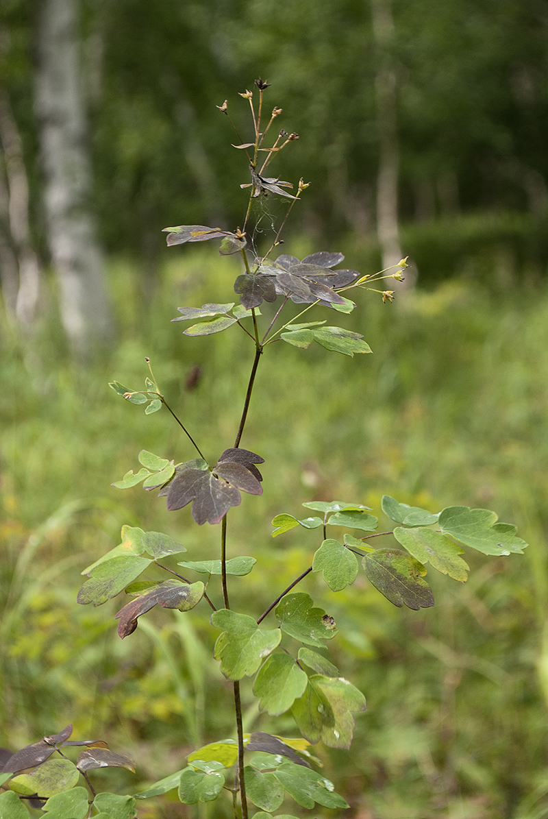 Изображение особи Thalictrum thunbergii.