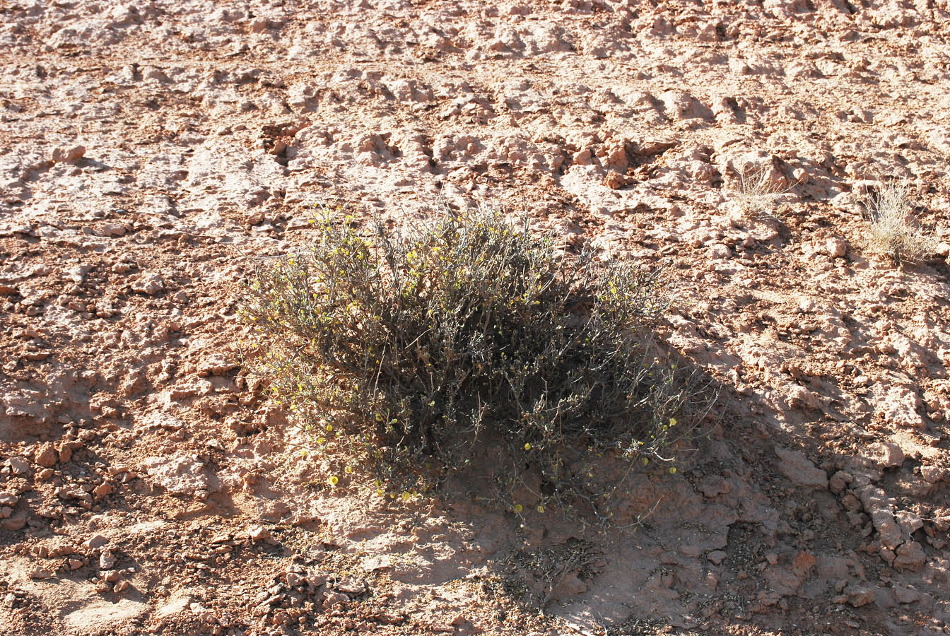 Image of Zygophyllum eurypterum specimen.