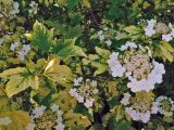 Смотреть изображение Viburnum opulus
