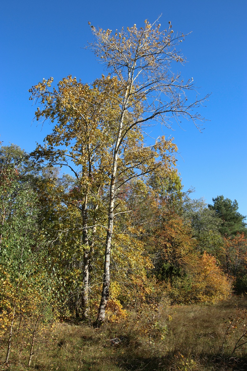 Image of Populus tremula specimen.