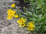 Hieracium umbellatum variety dunale. Верхушка цветущего растения. Ленинградская обл., Выборгский р-н, Финский залив, о-в Вихревой, расщелина в скале. 04.07.2021.