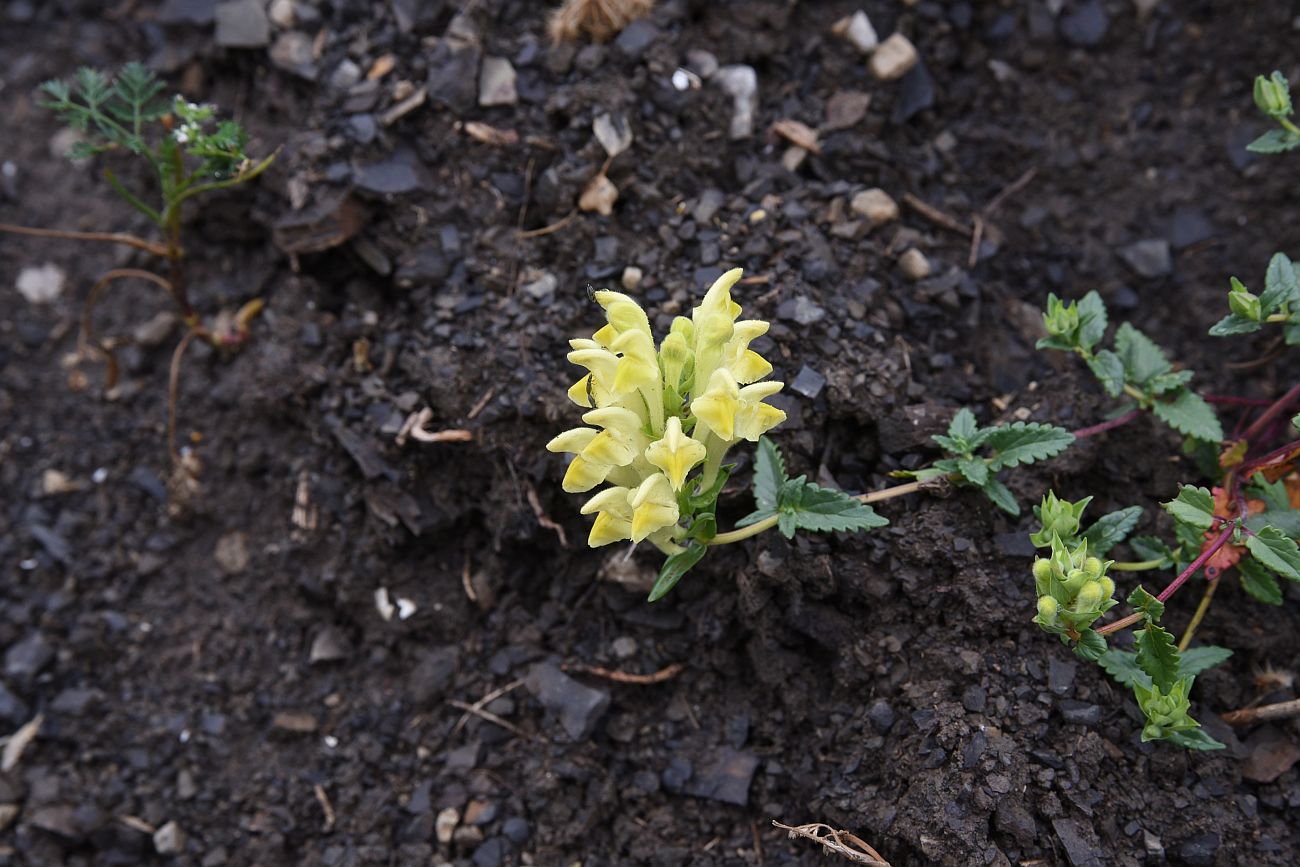 Изображение особи Scutellaria raddeana.