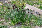 Allium atrosanguineum. Цветущие растения в сообществе с Ranunculus. Киргизия, Ошская обл., Памир, Заалайский хр., долина руч. Разведывательный, ур. Луковая Поляна, ≈ 3800 м н.у.м., альпийский луг, у подножия скалы. 06.07.2022.