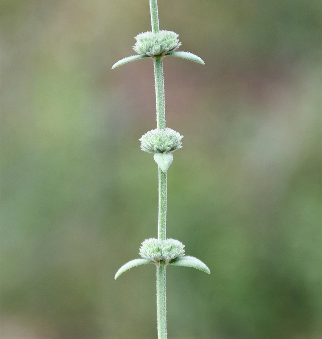 Изображение особи Micromeria myrtifolia.