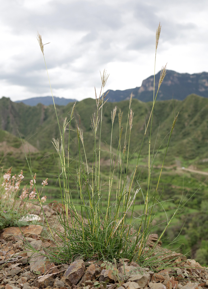 Image of Bothriochloa ischaemum specimen.