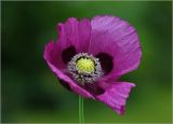 Papaver somniferum