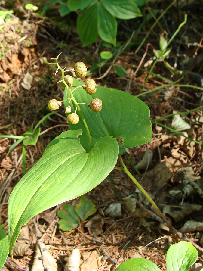 Изображение особи Maianthemum bifolium.