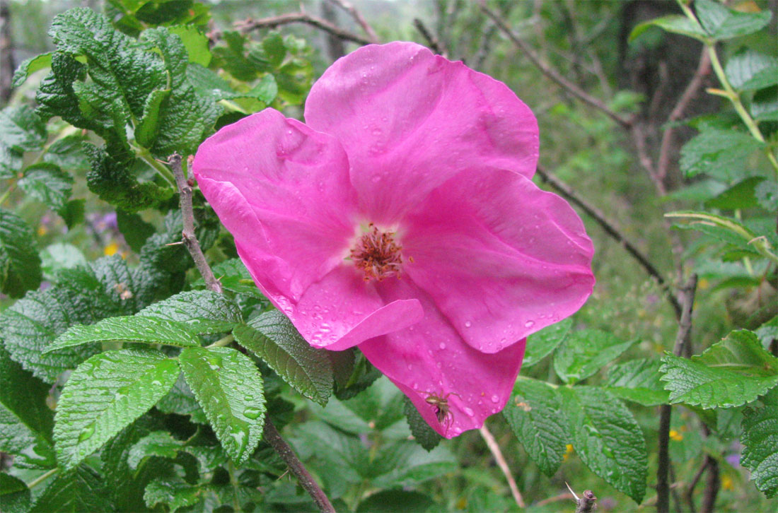 Изображение особи Rosa rugosa.