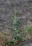 Lactuca serriola. Расцветающее растение в сообществе с Poaceae. Армения, г. Ереван, р-н Эребуни, холм Арин-Берд, сухой склон. 20.06.2023.