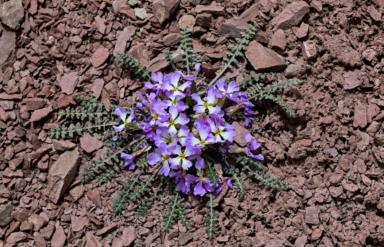 Image of Chorispora bungeana specimen.