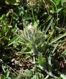 Carlina biebersteinii