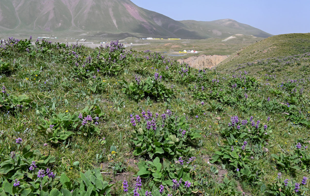 Image of Phlomoides oreophila specimen.