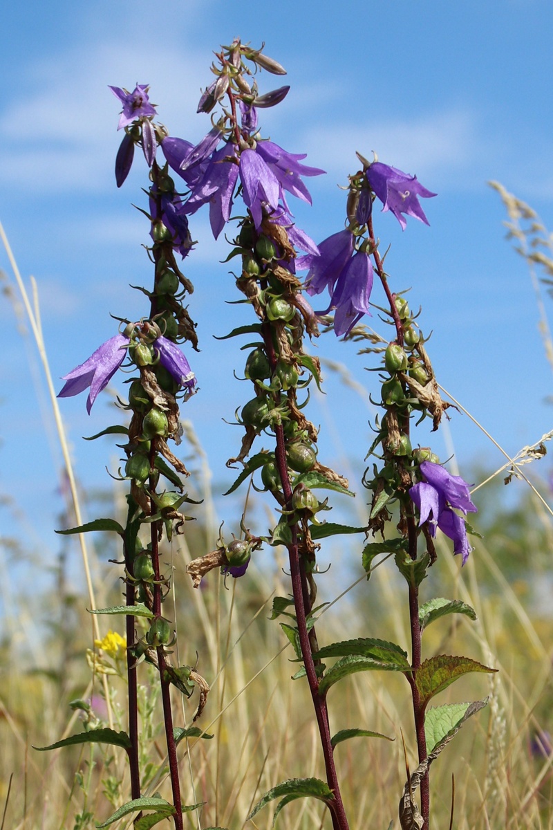 Изображение особи Campanula rapunculoides.