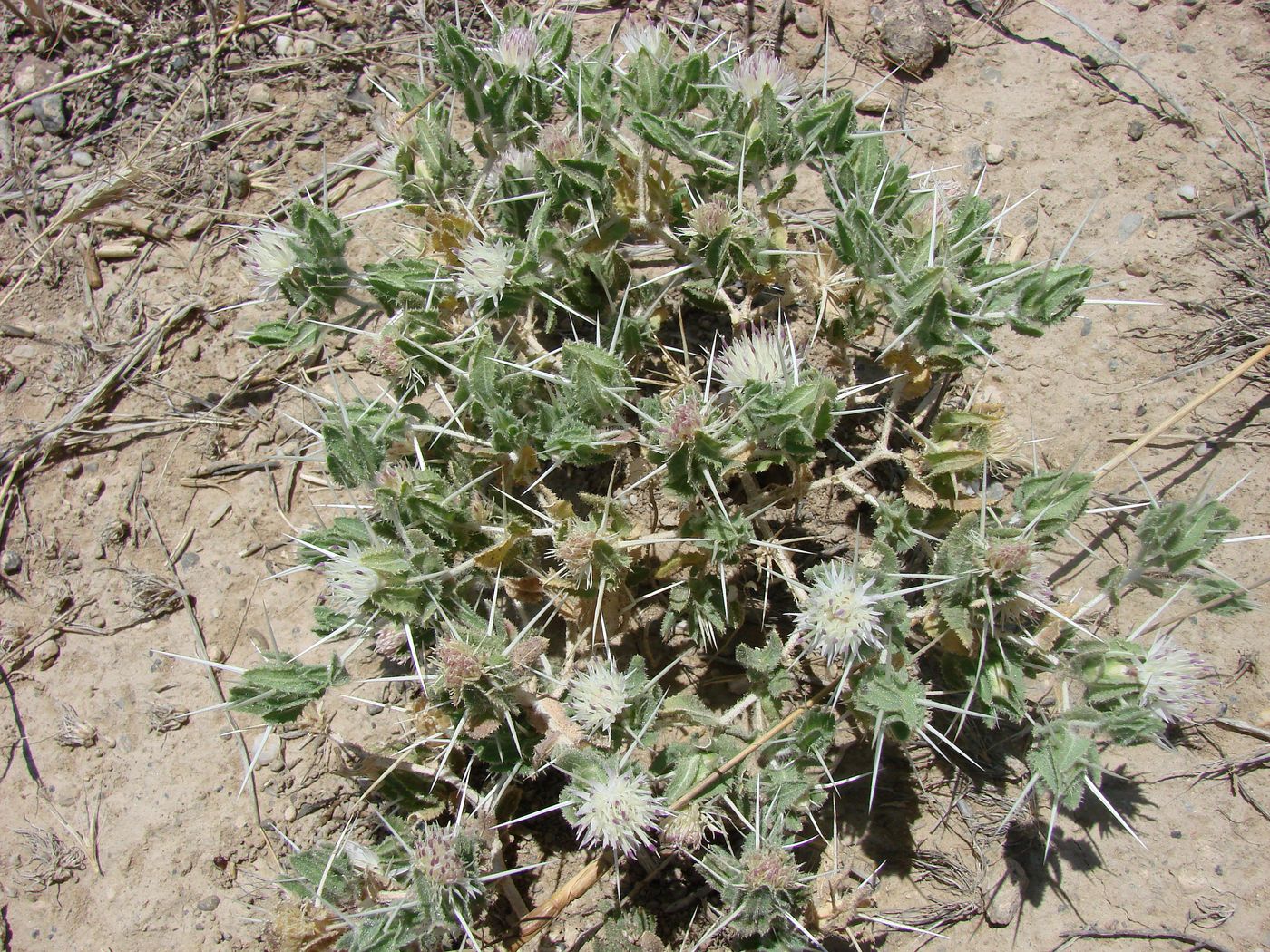 Image of Centaurea belangeriana specimen.