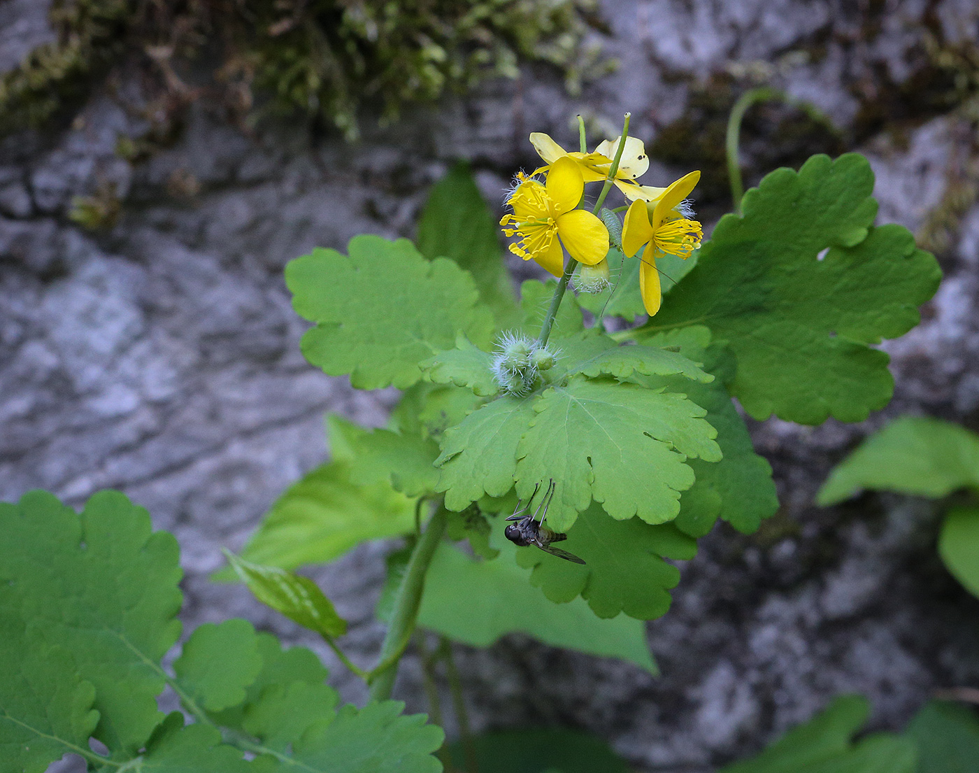 Изображение особи Chelidonium majus.