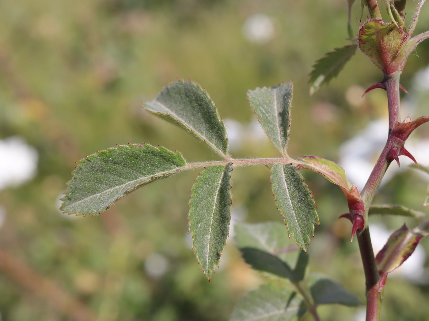 Image of Rosa tomentosa specimen.