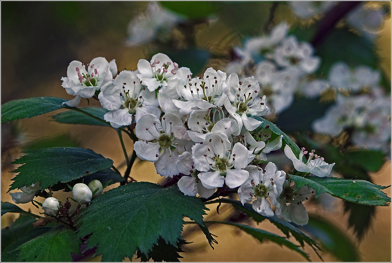 Image of genus Crataegus specimen.