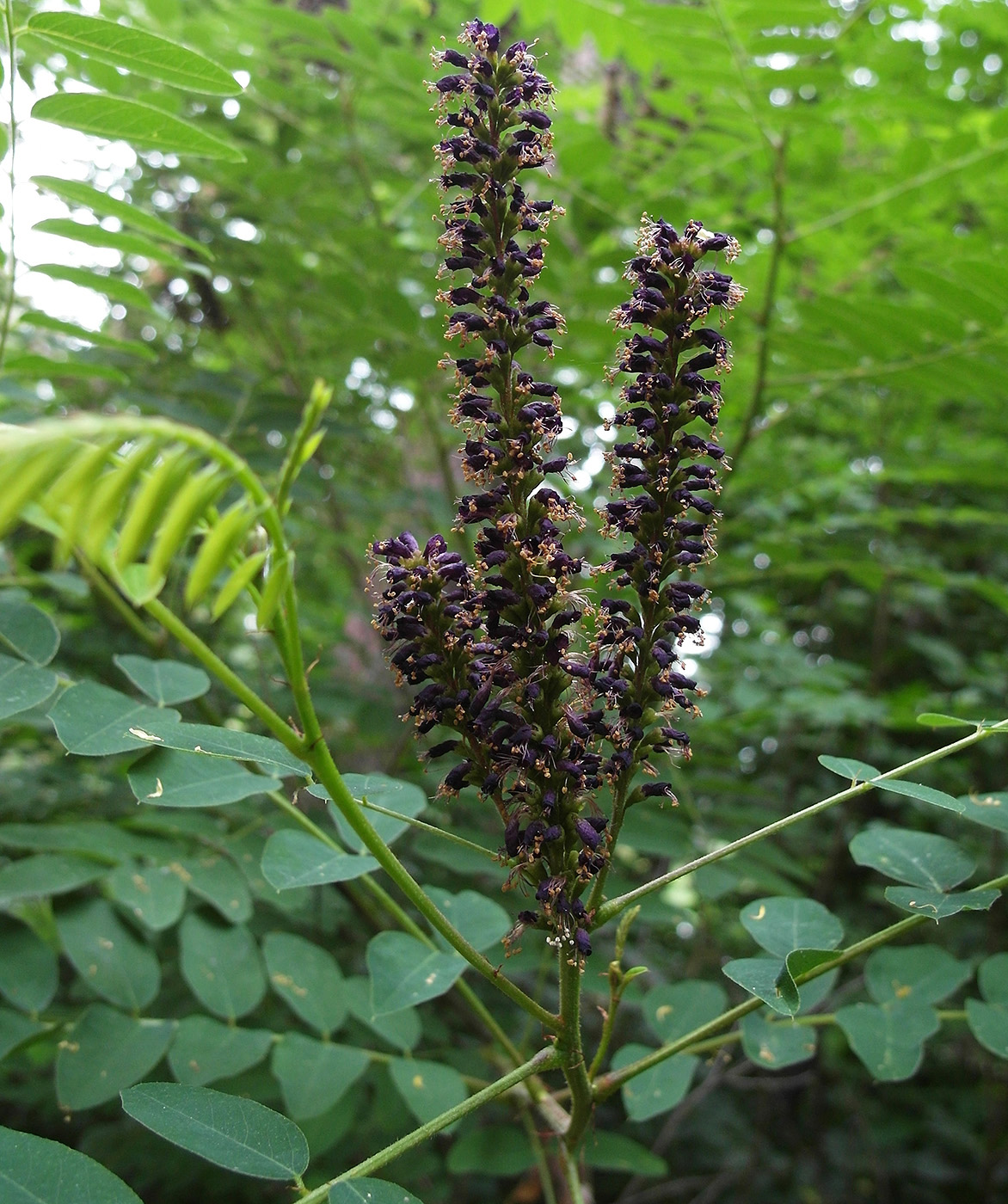 Image of Amorpha fruticosa specimen.