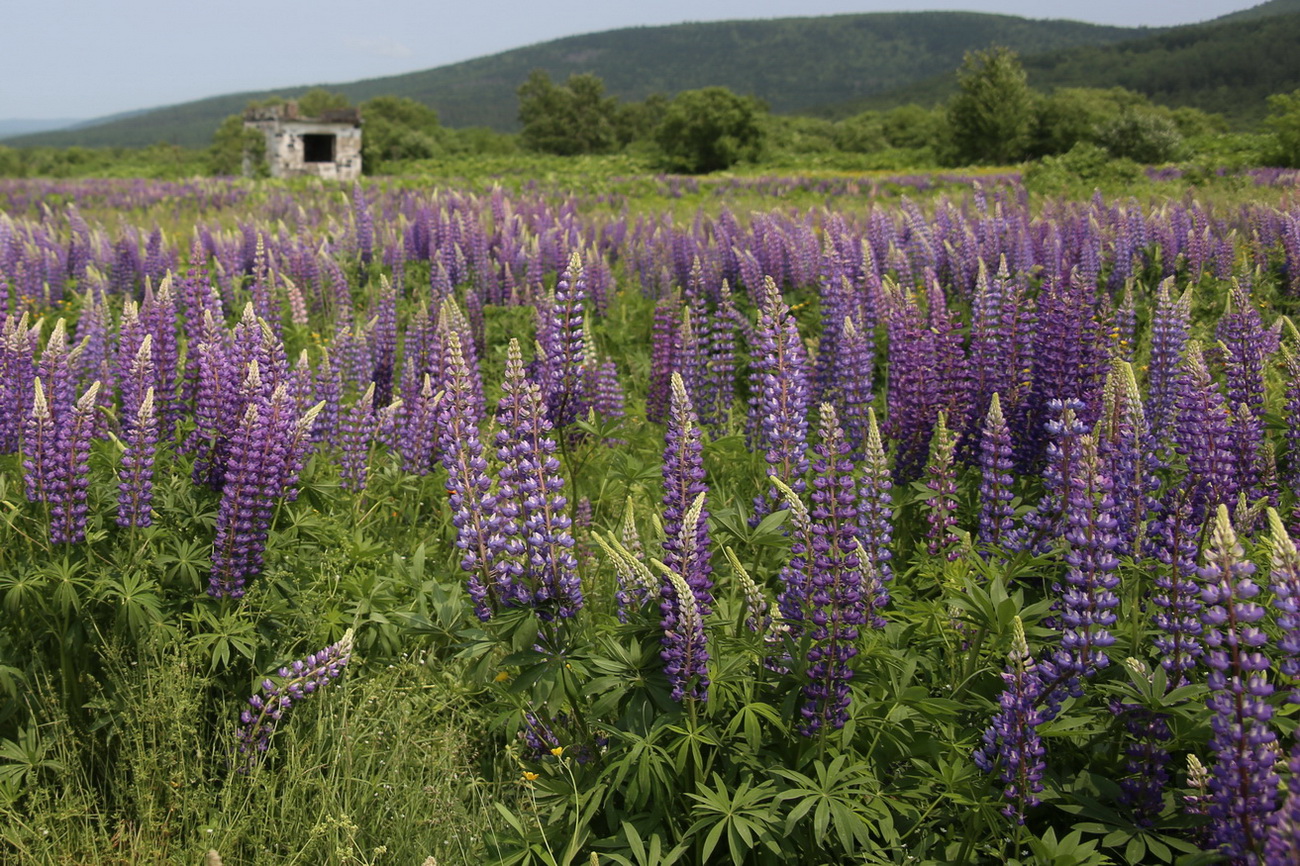 Изображение особи Lupinus &times; regalis.