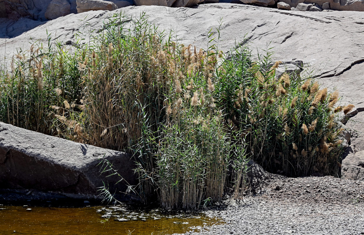 Изображение особи Phragmites australis.