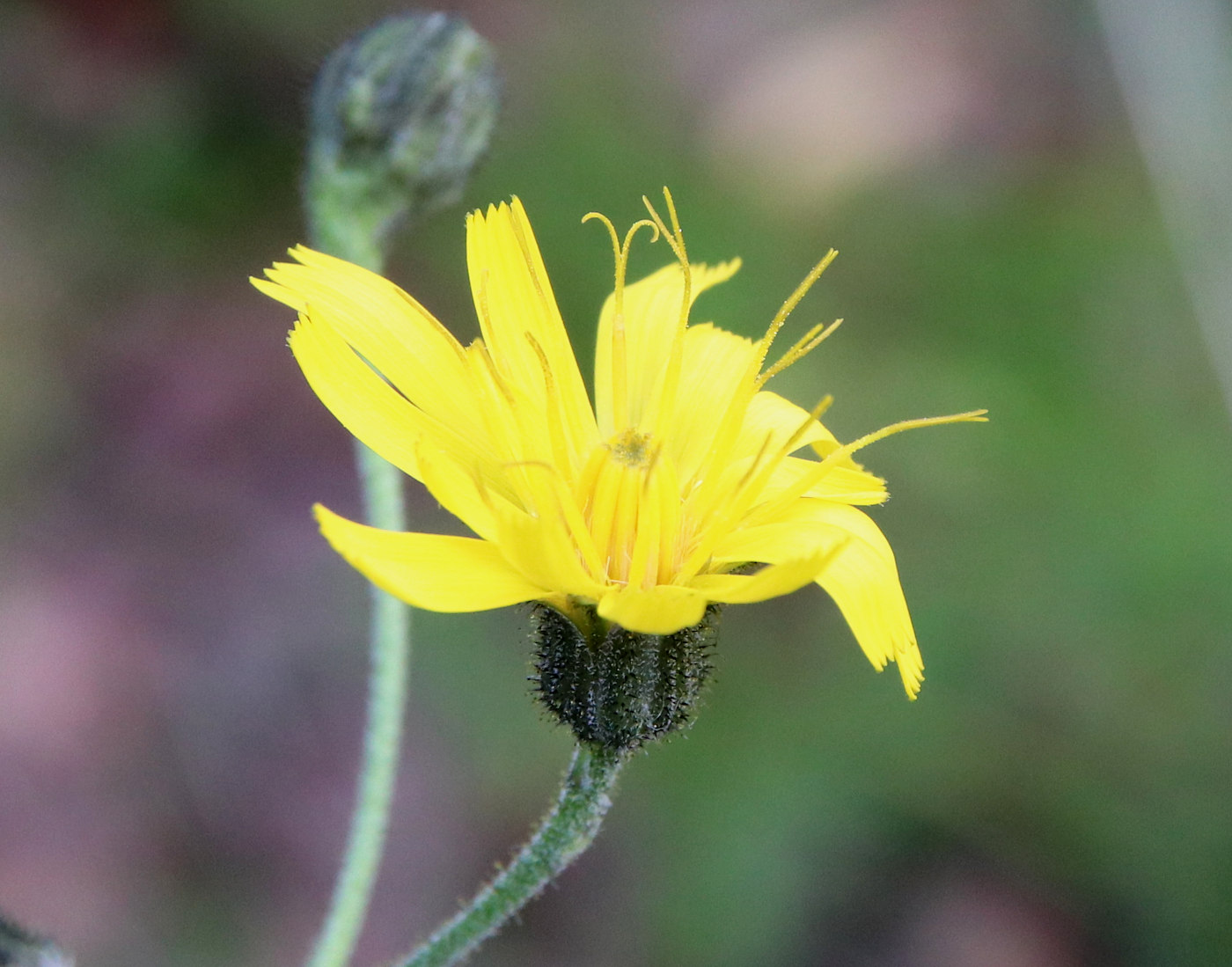 Изображение особи Hieracium furvescens.