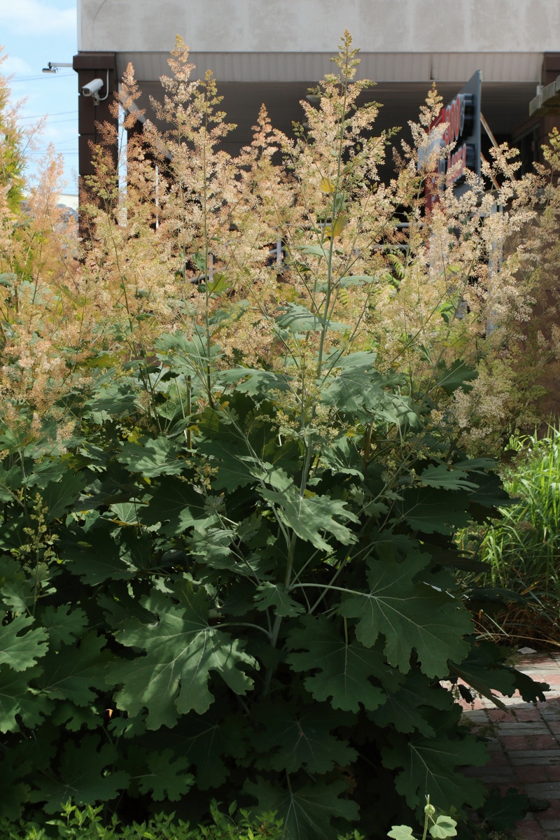 Image of Macleaya cordata specimen.