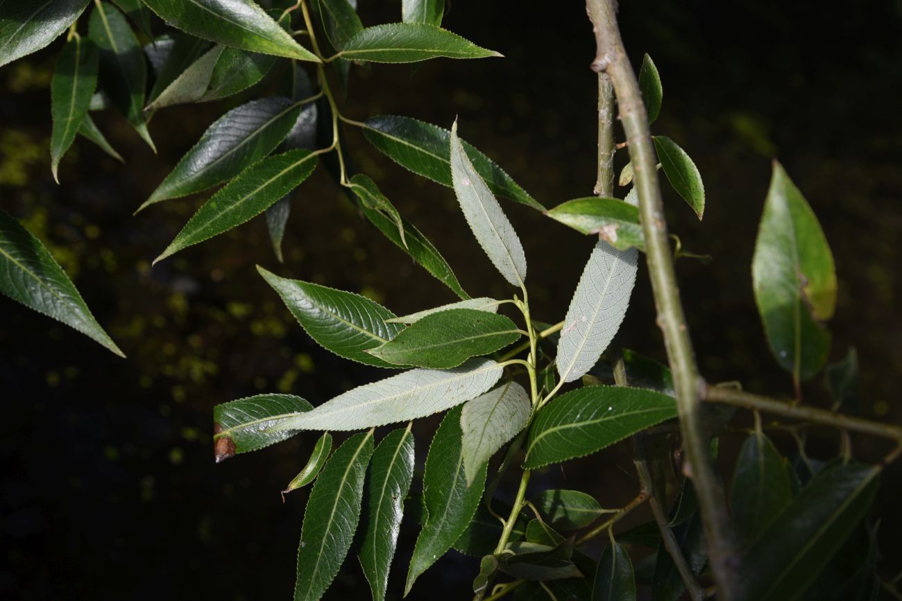 Image of genus Salix specimen.