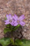 Epilobium anagallidifolium. Цветки. Карачаево-Черкесия, Урупский р-н, верховья р. Архыз, каменистый берег реки. 08.08.2024.