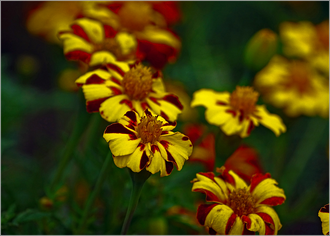 Image of Tagetes patula specimen.