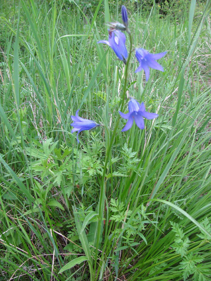 Image of Campanula turczaninovii specimen.